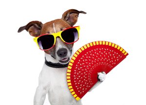 Doggy Accessories